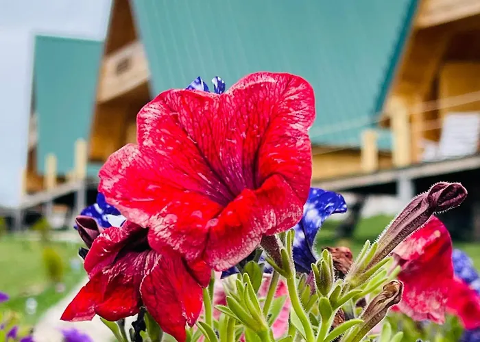 Ethno Village Molitva 別荘